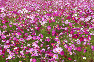 信州　高原のコスモス