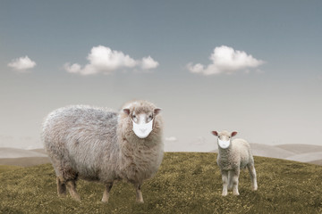 Obraz premium Sheep lamb animal wearing mask, ecology and disease concept