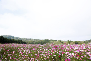 信州　高原のコスモス