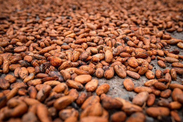 Cultivo de Cacao den Tibú Santander_Colombia