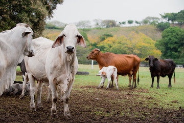 Fototapeta premium Ganadería Braman de las tierras Calidas de Colombia, Ganadería doble Proporsito 