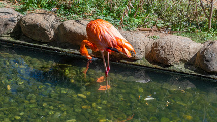 Pink flamingos have a rest in nature