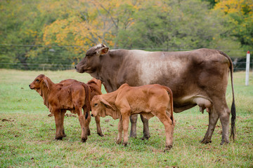 Ganadería Braman de las tierras Calidas de Colombia, Ganadería doble Proporsito 