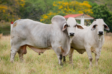 Ganader&iacute;a Braman de las tierras Calidas de Colombia, Ganader&iacute;a doble Proporsito 