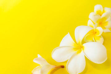 Naklejka premium Closeup of white plumeria flowers on yellow background with copy space. Flat lay.