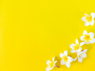 White plumeria flowers on yellow background with copy space. Flat lay.