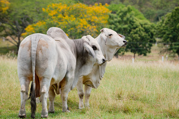 Ganadería Braman de las tierras Calidas de Colombia, Ganadería doble Proporsito 