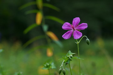 夏の高原に咲くアサマフウロの花
