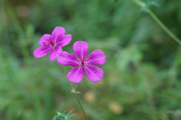 夏の高原に咲くアサマフウロの花