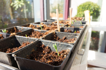 Seedlings in Pots