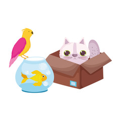 pet shop, cat in box fish and bird animals domestic cartoon