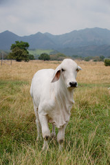 Obraz premium Ganadería Braman de las tierras Calidas de Colombia, Ganadería doble Proporsito 