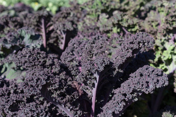Purple Curly Kale in the Vegetable Garden