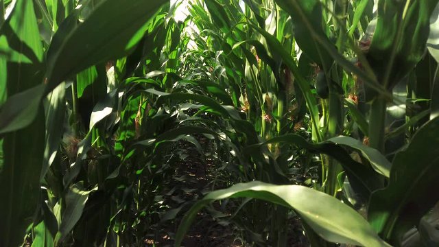Dolly shot moving backwards in a cornfield through corn stalks and leaves swaying in the wind on a sunny day.