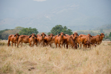 Ganader&iacute;a Braman de las tierras Calidas de Colombia, Ganader&iacute;a doble Proporsito 
