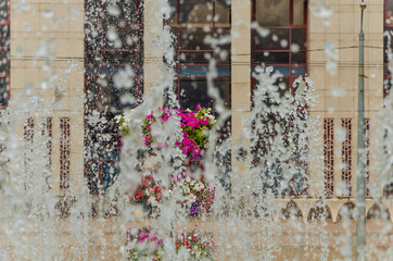 Flowers behind the water jets in the fountain.