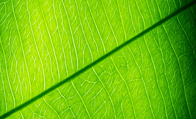 green leaves natural background wallpaper, texture of leaf, leaves with space for text 
