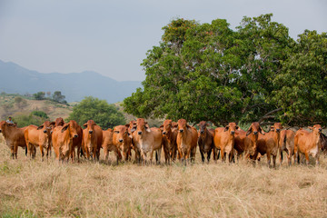 Ganadería Braman de las tierras Calidas de Colombia, Ganadería doble Proporsito 
