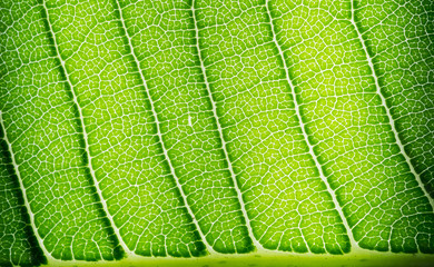 green leaves natural background wallpaper, texture of leaf, leaves with space for text 
