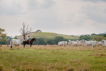 Ganader&iacute;a Braman de las tierras Calidas de Colombia, Ganader&iacute;a doble Proporsito 