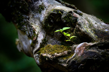 Small plant sprouting out of hole in a tree branch. 