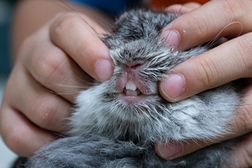 closeup rabbit teeth, bunny pet, animals
