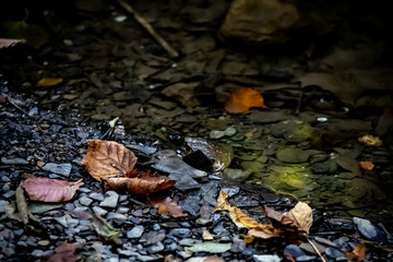 Fall leaves along a rocky river bed.