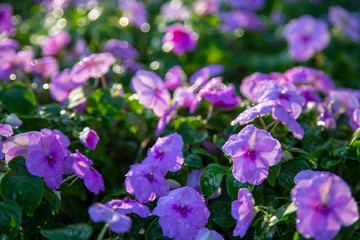 Fototapeta premium Vinca purple flower