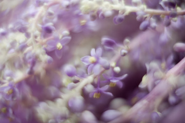 Obraz na płótnie Canvas Blurred Provence nature background with copy space. Macro of blooming violet lavender flowers. Defocused banner for mothers day, womens day 8 march, spa or beauty salon