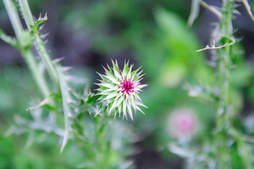 Flower on Vines Blooming Outwards