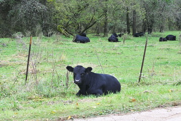 Cow Outside the Fence