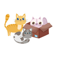 Fototapeta na wymiar pet shop, cat in cardboard box and kittens animals domestic cartoon