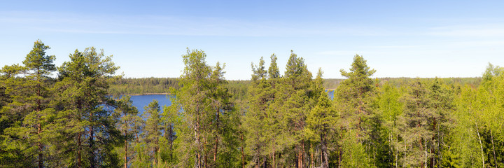landscape in the forest