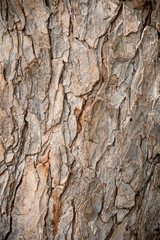 Ganadería Braman de las tierras Calidas de Colombia, Ganadería doble Proporsito 