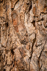 Ganadería Braman de las tierras Calidas de Colombia, Ganadería doble Proporsito 