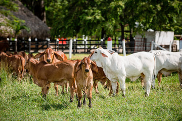 Fototapeta premium Ganadería Braman de las tierras Calidas de Colombia, Ganadería doble Proporsito 