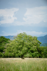 Paisaje en territorio de Girardot Cundinamarca Colombia, terrenos para Ganadería 