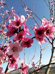 Flores de Cerezo o Durazno