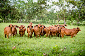 Ganadería Braman de las tierras Calidas de Colombia, Ganadería doble Proporsito 