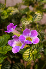 Fototapeta premium pink flower in the garden