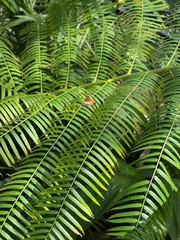 Obraz na płótnie Canvas green fern leaves