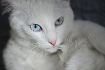 White Scottish fold kitten with blue eyes portrait