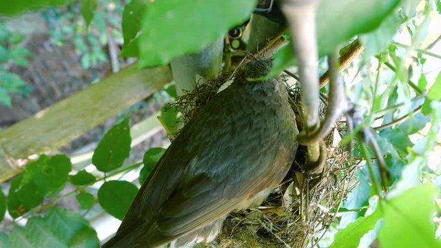 ヒヨドリの巣で、親鳥の下で１つ目の卵が孵化