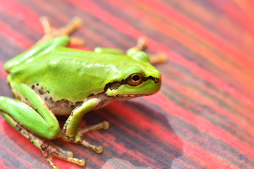 カラフルな葉っぱに乗ったアマガエル