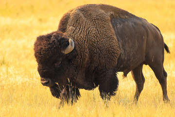 Wild American Bison walking on the Great Plains in summer 