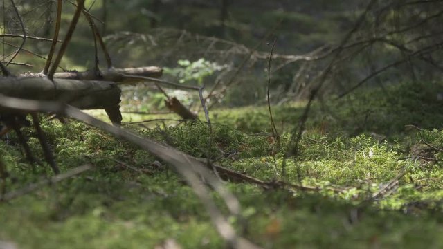 A Fallen Tree Trunk in a Coniferous Forest.Video Dolly-In