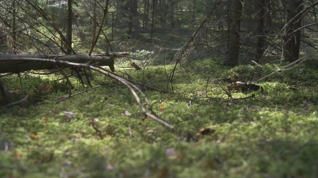 A Fallen Tree Trunk in a Coniferous Forest. Video Dolly-In.