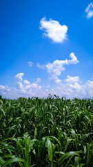 Fototapeta na wymiar The pearl millet plants under the blue sky with white clouds