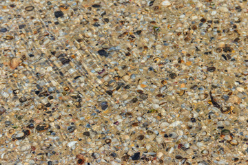 Background of the sea shells