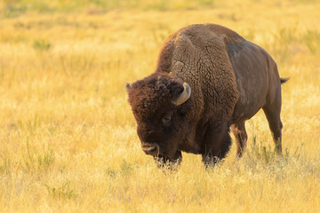 American Bison buffalo at the Rocky Mountain Arsenal National Wildlife Refuge 